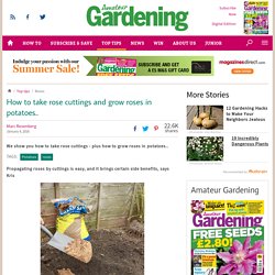 How to take rose cuttings and grow roses in potatoes.. - Amateur Gardening