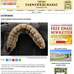 Cutworms: How to Identify and Get Rid of Cutworms in Your Garden