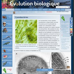 4' Cyanobactéries - Evolution biologique
