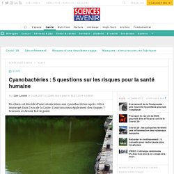 Cyanobactéries : 5 questions sur les risques pour la santé humaine