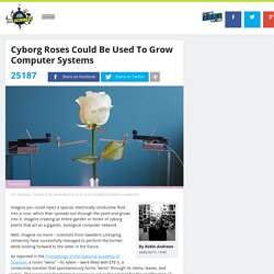 Cyborg Roses Could Be Used To Grow Computer Systems