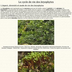 Cycle de vie des bryophytes