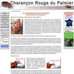 Mode de vie et cycle - France Charancon du Palmier