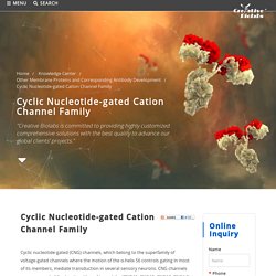 Cyclic Nucleotide-gated Cation Channel Family