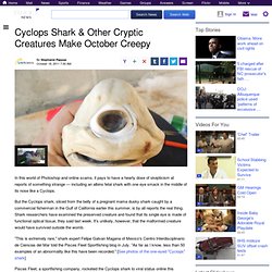 Cyclops Shark & Other Cryptic Creatures