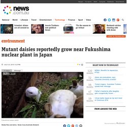 Mutant daisies reportedly grow near Fukushima nuclear plant in Japan