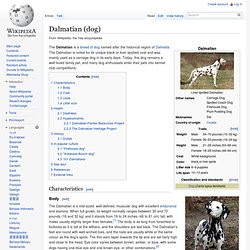 Dalmatian (dog)