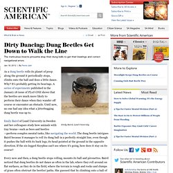 Dirty Dancing: Dung Beetles Get Down to Walk the Line