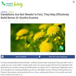 Dandelions Are Not Weeds! In Fact, They May Effectively Build Bones Or Soothe Eczema