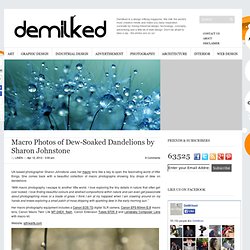 Macro Photos of Dew-Soaked Dandelions by Sharon Johnstone