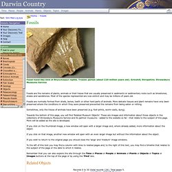 Darwin Country - Fossils