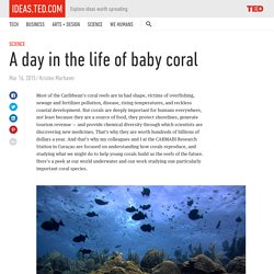 A day in the life of baby coral