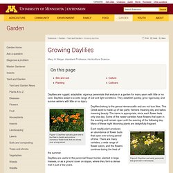 Growing daylilies : Yard and Garden : Garden
