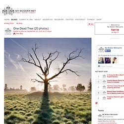 One Dead Tree (20 photos) - My Modern Metropolis - StumbleUpon