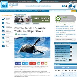 Court to Decide if SeaWorld Whales are Illegal 'Slaves'