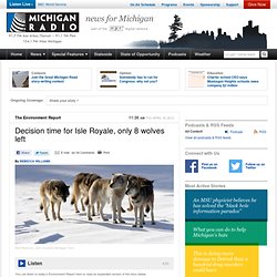 Decision time for Isle Royale, only 8 wolves left