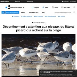 FRANCE 3 11/05/20 Déconfinement : attention aux oiseaux du littoral picard qui nichent sur la plage