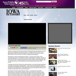 Decorah Eagle Nest » Iowa Outdoors