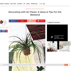 Decorating with Air Plants: 6 Ideas &amp; Tips For the Weekend