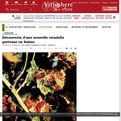 VITISPHERE 31/10/14 Flavescence dorée : découverte d'une nouvelle cicadelle porteuse en Suisse