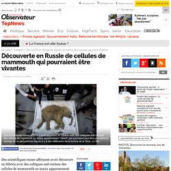 Découverte en Russie de cellules de mammouth qui pourraient être vivantes