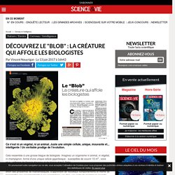 Découvrez le "Blob" : la créature qui affole les biologistes