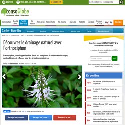 Découvrez le drainage naturel avec l'orthosiphon