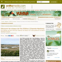 Découvrir les oiseaux de l'île d'Oléron (Charente-Maritime)