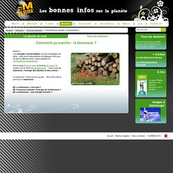 Biomasse : définition, usages, énergie renouvelable