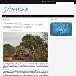 La deforestación más grande del planeta se da en el Chaco Paraguayo