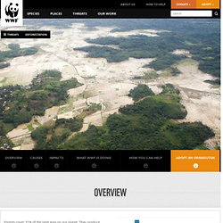 WWF: Deforestation Main Page