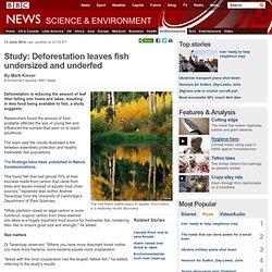 Study: Deforestation leaves fish undersized and underfed