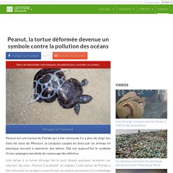 Peanut, la tortue déformée devenue un symbole contre la pollution des océans