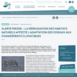 Alerte presse - La dégradation des habitats naturels affecte l'adaptation des oiseaux aux changements climatiques - Tour du Valat