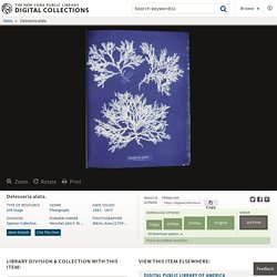 Delesseria alata. - NYPL Digital Collections