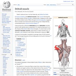 Deltoid muscle