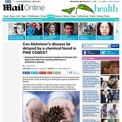 Dementia: Can Alzheimer's disease be delayed by a chemical found in PINE CONES?