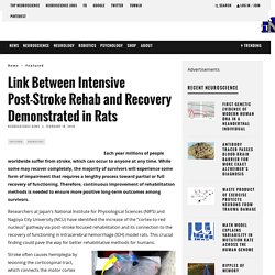 Link Between Intensive Post-Stroke Rehab and Recovery Demonstrated in Rats – Neuroscience News