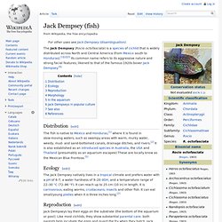Jack Dempsey (fish)