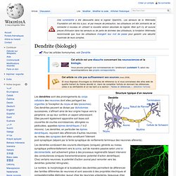 Dendrite
