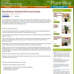 Dendrobium Orchids Plant Care Guide
