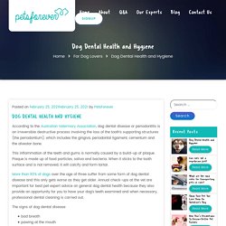 Dog Dental Health and Hygiene - PetsForever