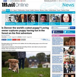 Is Denver the worlds cutest puppy?