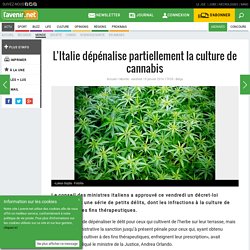 L’Italie dépénalise partiellement la culture de cannabis