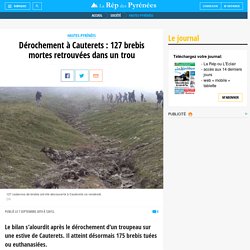 Dérochement à Cauterets : 127 brebis mortes retrouvées dans un trou