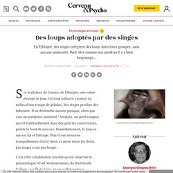 Des loups adoptés par des singes