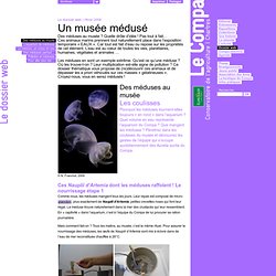 Des méduses au musée - Le Compa