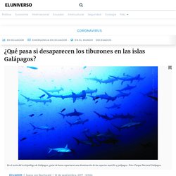 ¿Qué pasa si desaparecen los tiburones en las islas Galápagos?