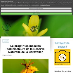 Descriptif du projet "insectes pollinisateurs de la Réserve Naturelle de la Caravelle" - Pollinisateurs de la Réserve Naturelle de la Caravelle