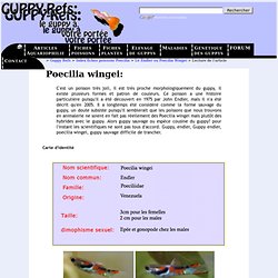 GUPPY-Refs : Les Guppys-> Descriptifs Poissons-> Le Endler ou Poecilia Wingei